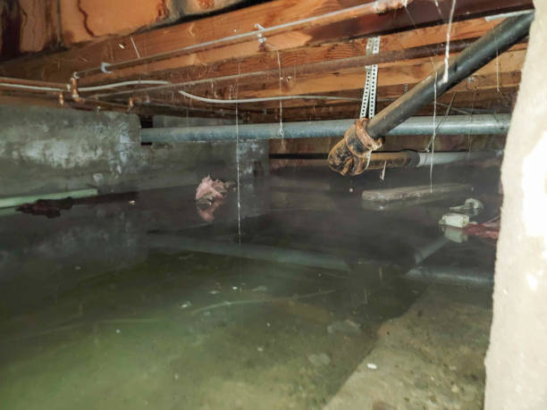 Best Local water damage restoration  in Patrick Af, FL