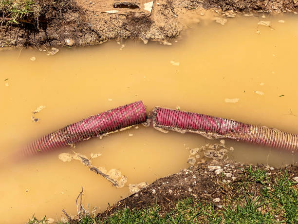 Best Basement water damage restoration  in Patrick Af, FL